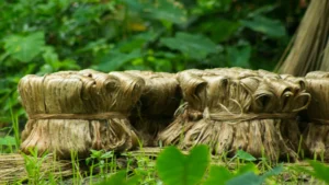 jute farming