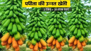 पपीते की खेती