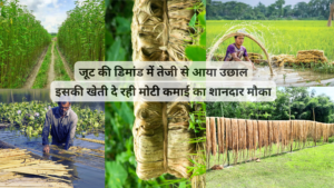 jute_Business_ideas