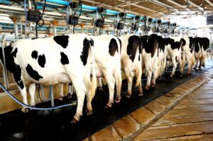 Dairy Farming
